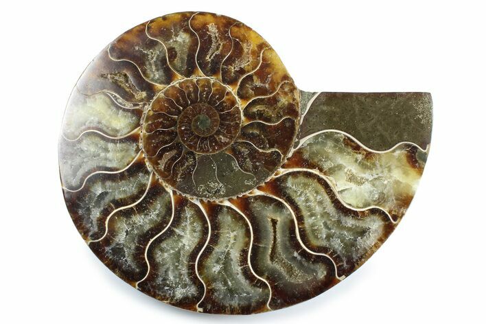 Cut & Polished Ammonite Fossil (Half) - Madagascar #364927